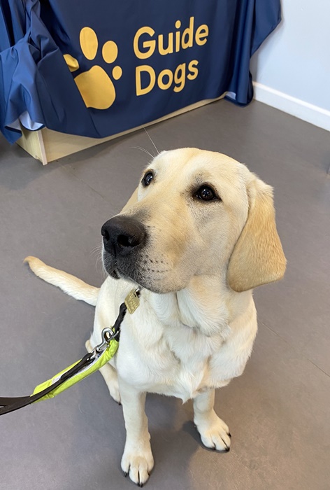 Guide Dog Maria during our visit